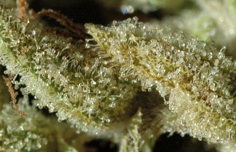 Durante el secado, las glándulas de resina se reducen de tamaño por la pérdida de los terpenos más volátiles.
