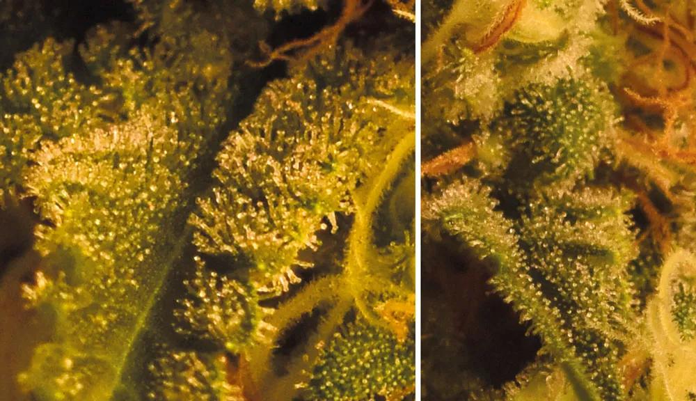 Ejemplo de una hoja cuajada de glándulas de resina. Tricomas transparentes, aún en proceso de formación.