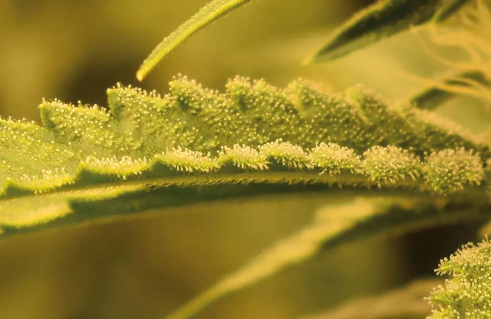 La resina de las hojas contiene mayor cantidad de terpenos de gran tamaño, menos volátiles.