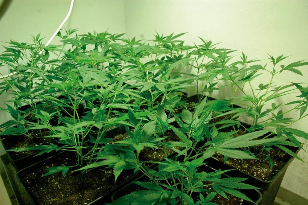 En cuanto se despuntan, las plantas ramifican, crecen a lo ancho y cubren el espacio.