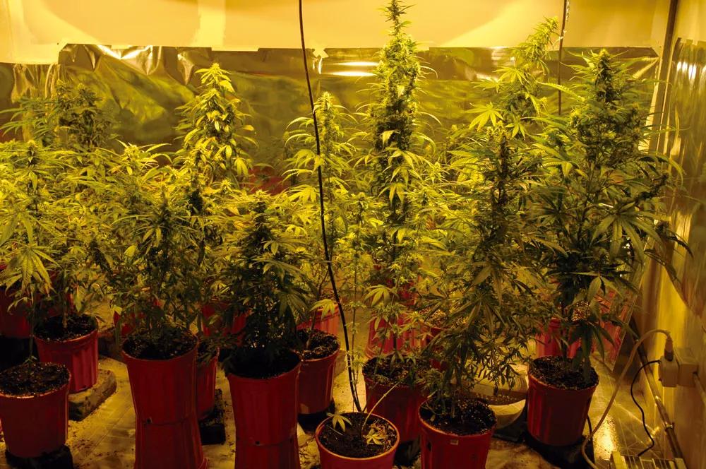 Sin despuntar, cada planta crece como un abeto, con un alto cogollo principal y los secundarios mucho más bajos.