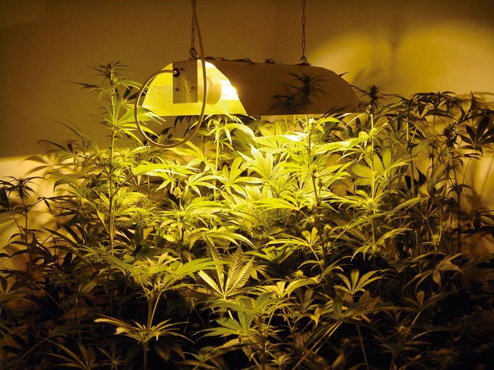 Las plantas sin despuntar tienden a crecer de más, se acercan en exceso a la bombilla y se queman.