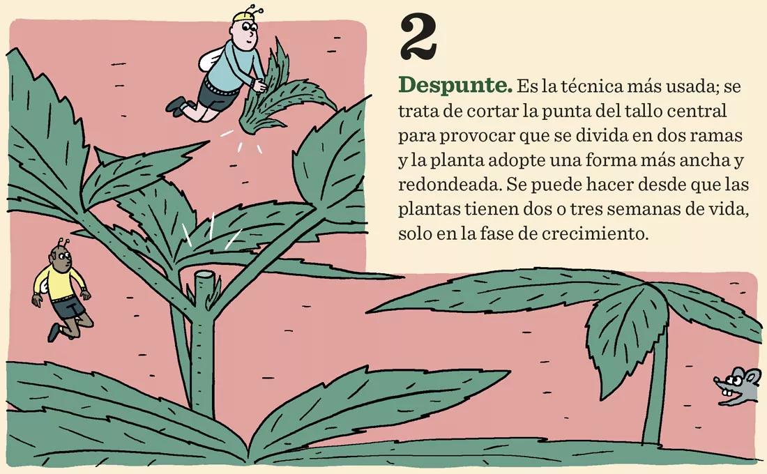 Siete técnicas para podar las plantas en interior