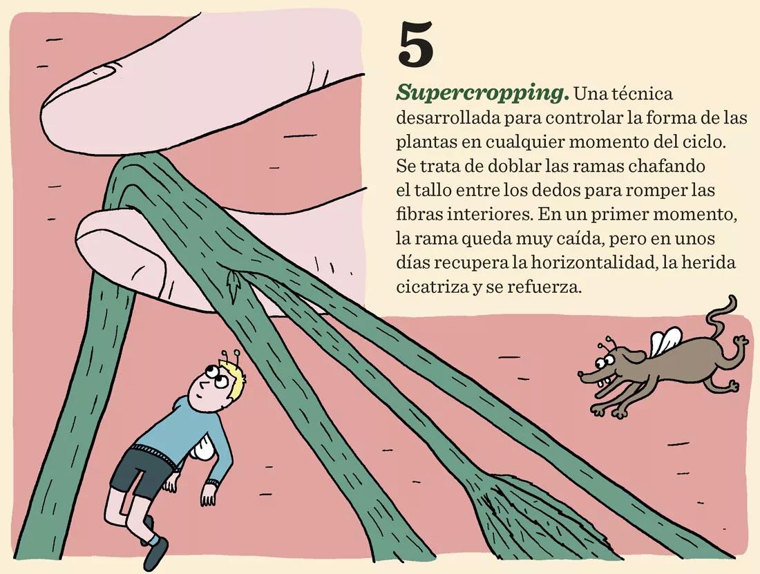 Siete técnicas para podar las plantas en interior