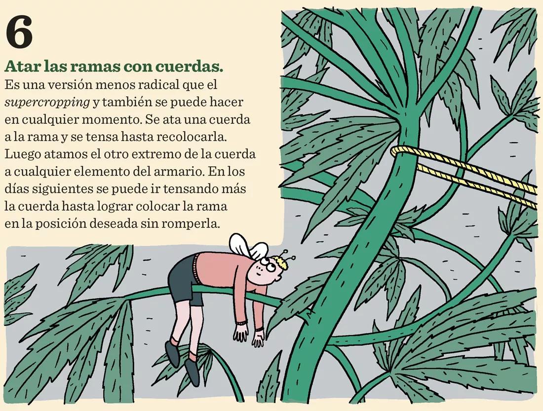Siete técnicas para podar las plantas en interior