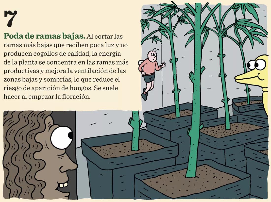 Siete técnicas para podar las plantas en interior