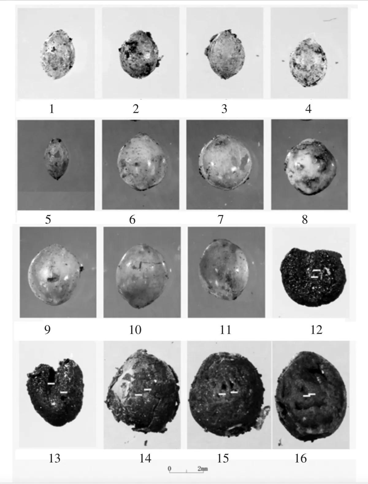 Semillas de cannabis encontradas en la tumba con sus cáscaras. Instituto Municipal de Arqueología de Taiyuan