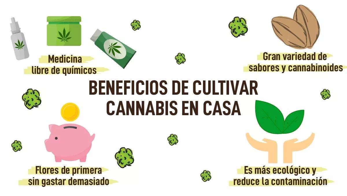 Cepas de Cannabis Autofloreciente