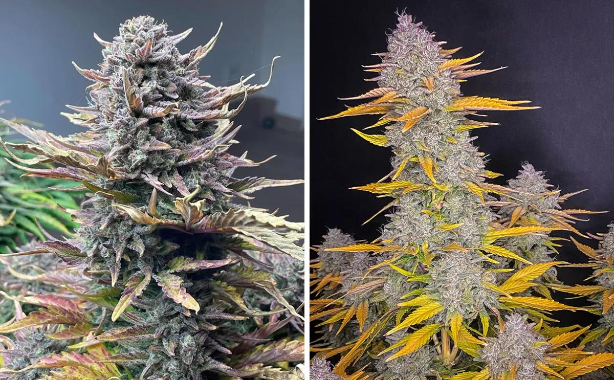 Gorilla Cookies Auto