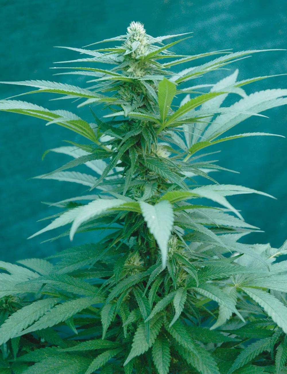 jpg Conviene escoger variedades de pequeño tamaño en exterior para que quepan más plantas.