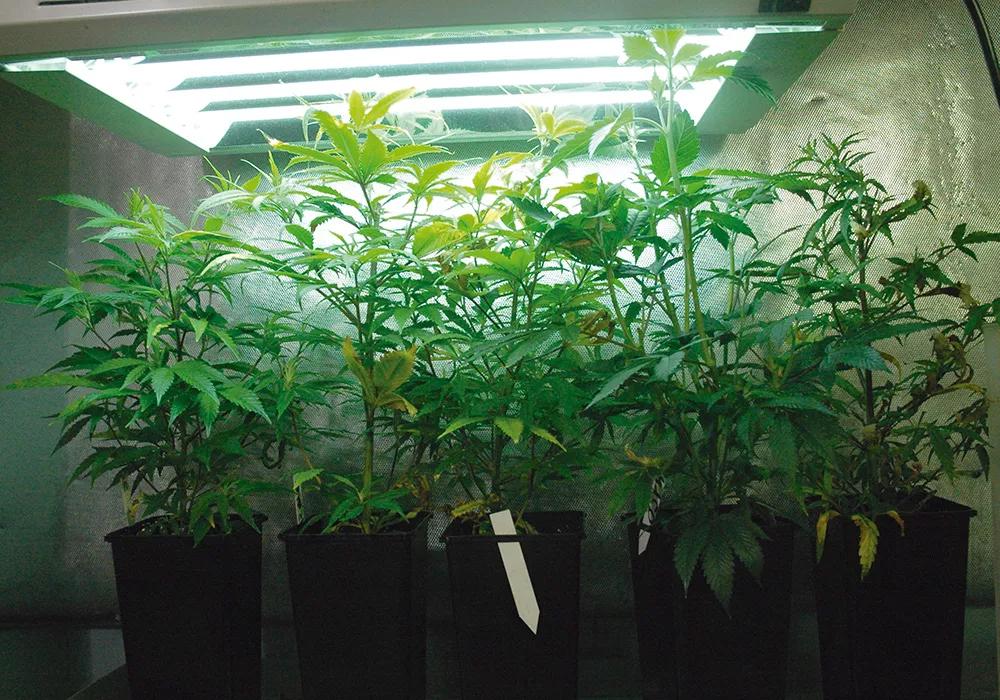 Estos fluorescentes T5 cumplen perfectamente la función de luz de crecimiento.