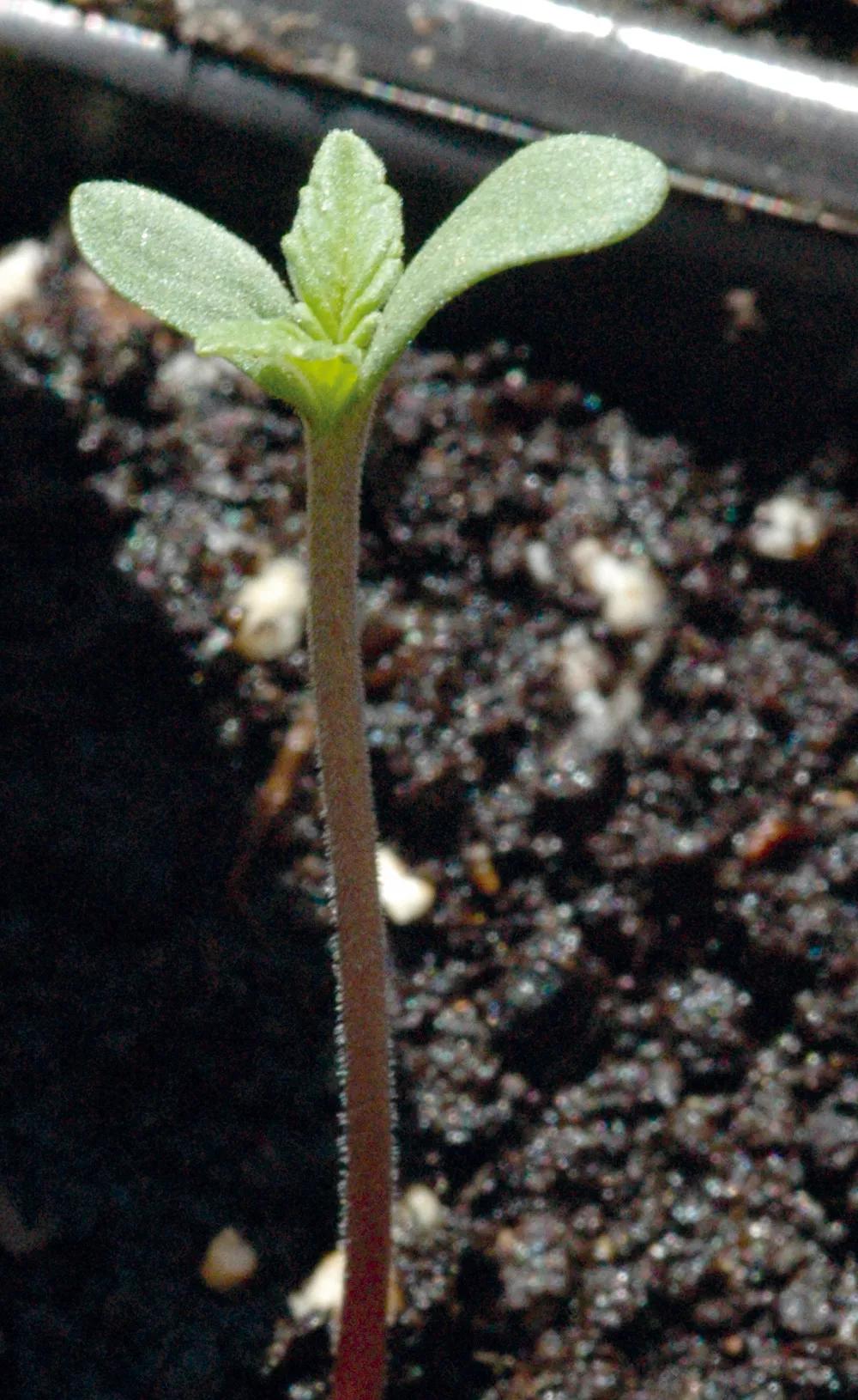 Las plantas recién germinadas ocupan poco espacio y pueden colocarse junto a otras más crecidas.