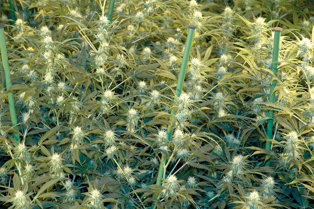 Limitando el cultivo de interior a los meses fríos evitaremos la necesidad de usar aire acondicionado.