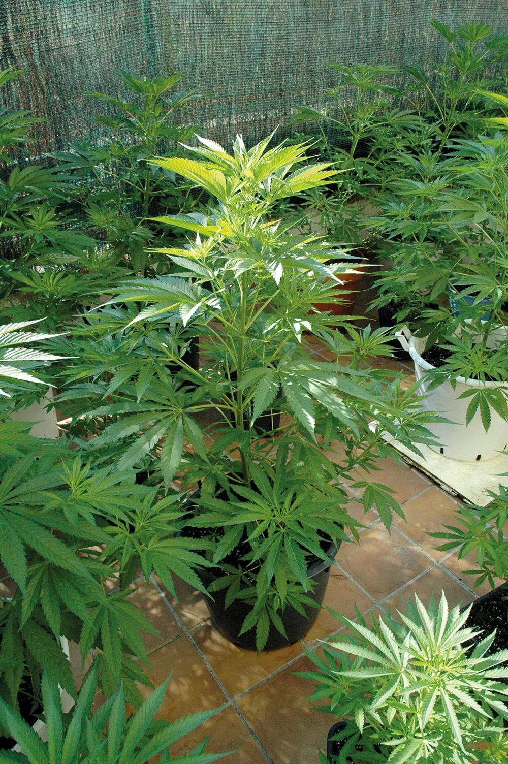 Si no fuera por la prohibición, la mayoría cultivaría en exterior sin gastos eléctricos.