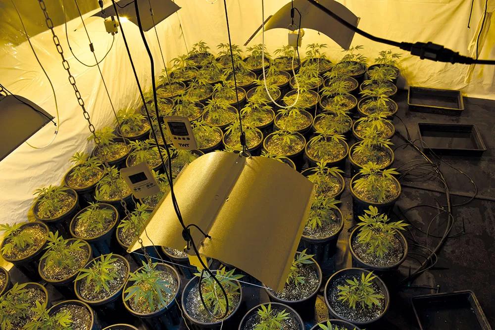 Los reflectores son elementos esenciales para redirigir toda la luz hacia las plantas.