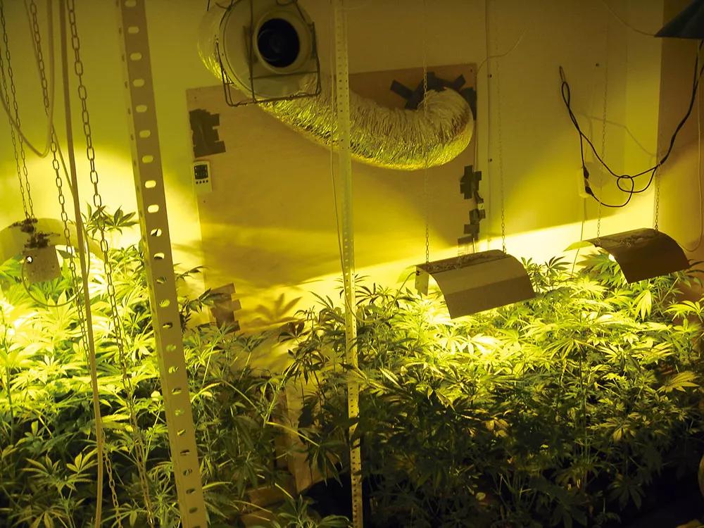 Para evitar fugas de luz, después de bajar la persiana el cultivador tapó completamente la ventana con un tablero y encintó el borde.