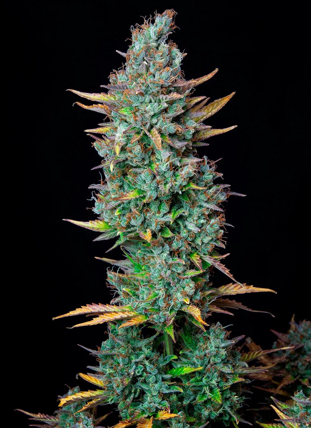 Buddha Auto Critical.
