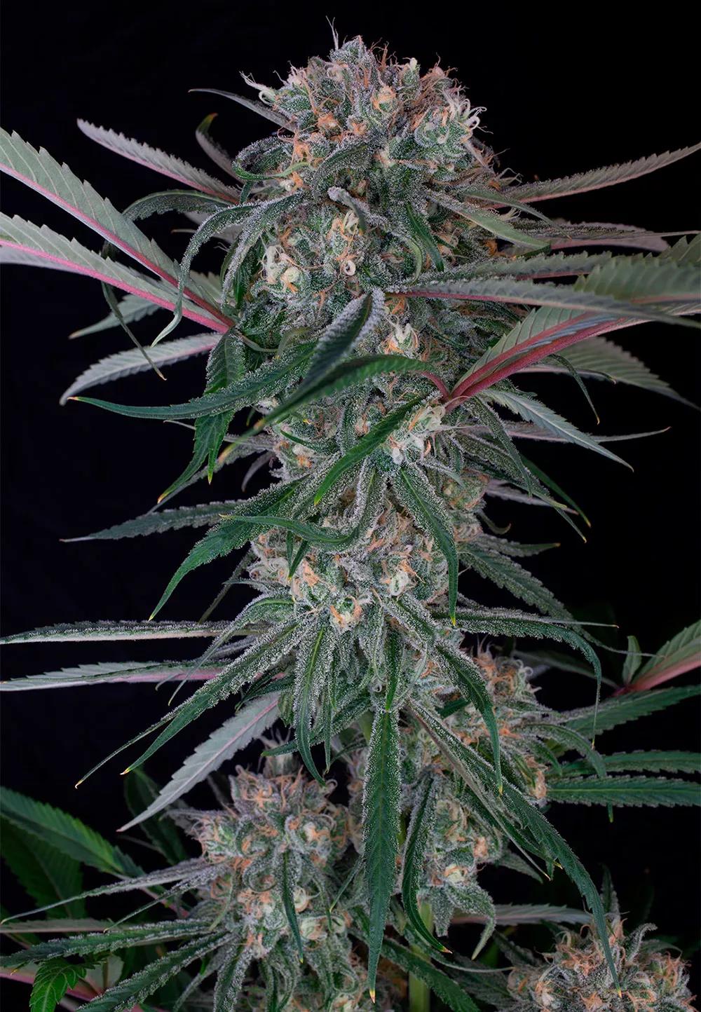 Buddha Auto Zkitt
