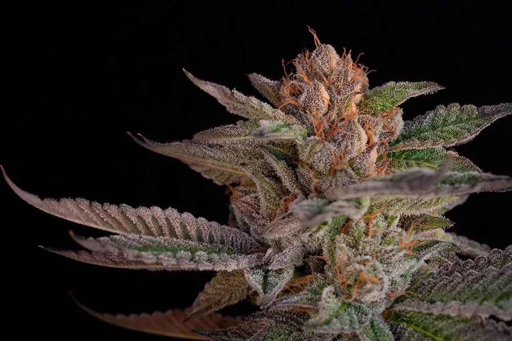 Buddha Auto Cookie