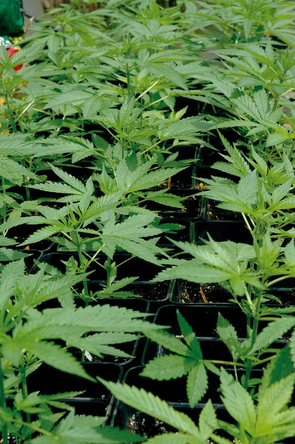 Abona orgánico y cosecha los mejores cogollos