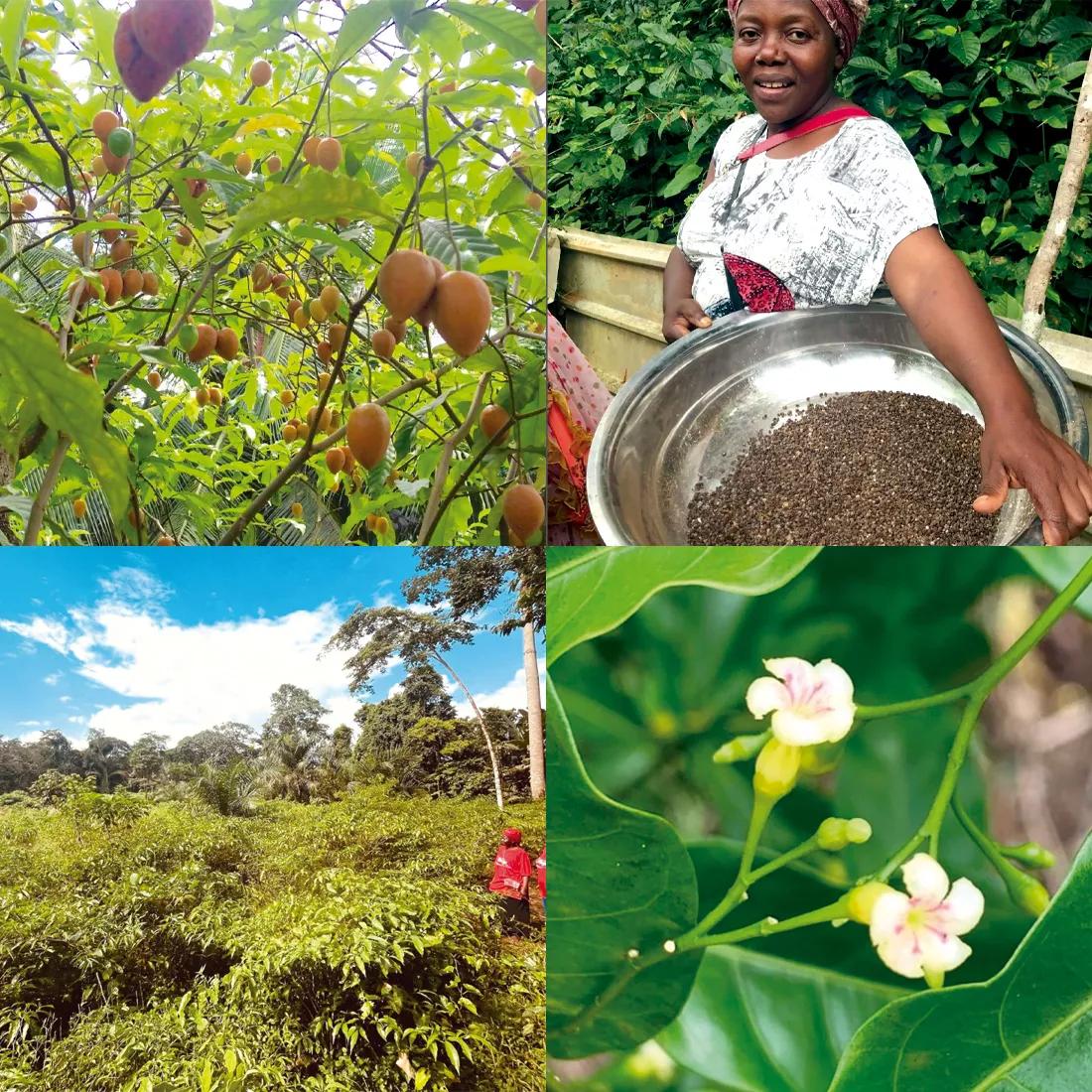 Bosques, semillas, flores y frutos. Las comunidades que practican buiti cuentan con sus propias plantaciones, tanto para autoconsumo como para la exportación.