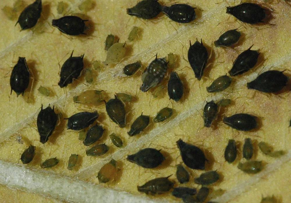 El pulgón es un insecto chupador que aparece con mayor facilidad cuando abusamos de los abonos nitrogenados.