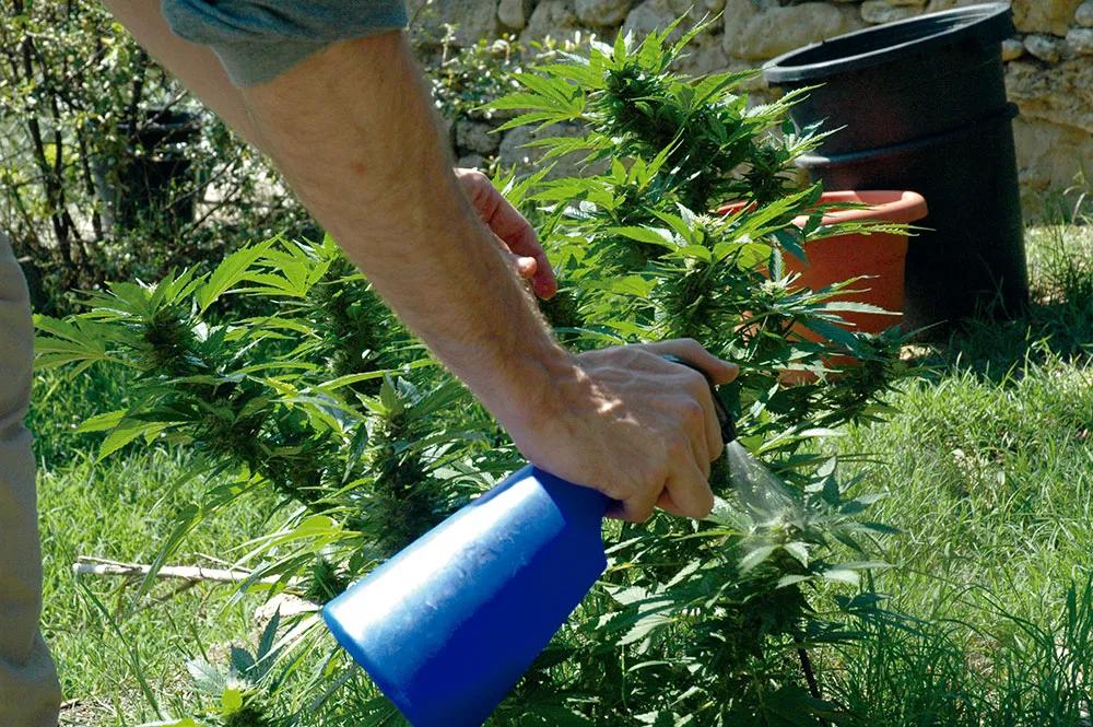 Fumigaremos siempre cuando las plantas no estén al sol para evitar quemaduras en las hojas.