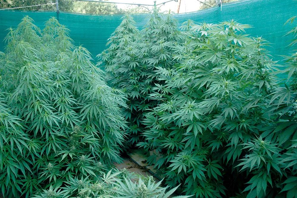 Si sembramos demasiado pronto, nos encontraremos con plantas demasiado altas en cuanto empiecen a florecer.