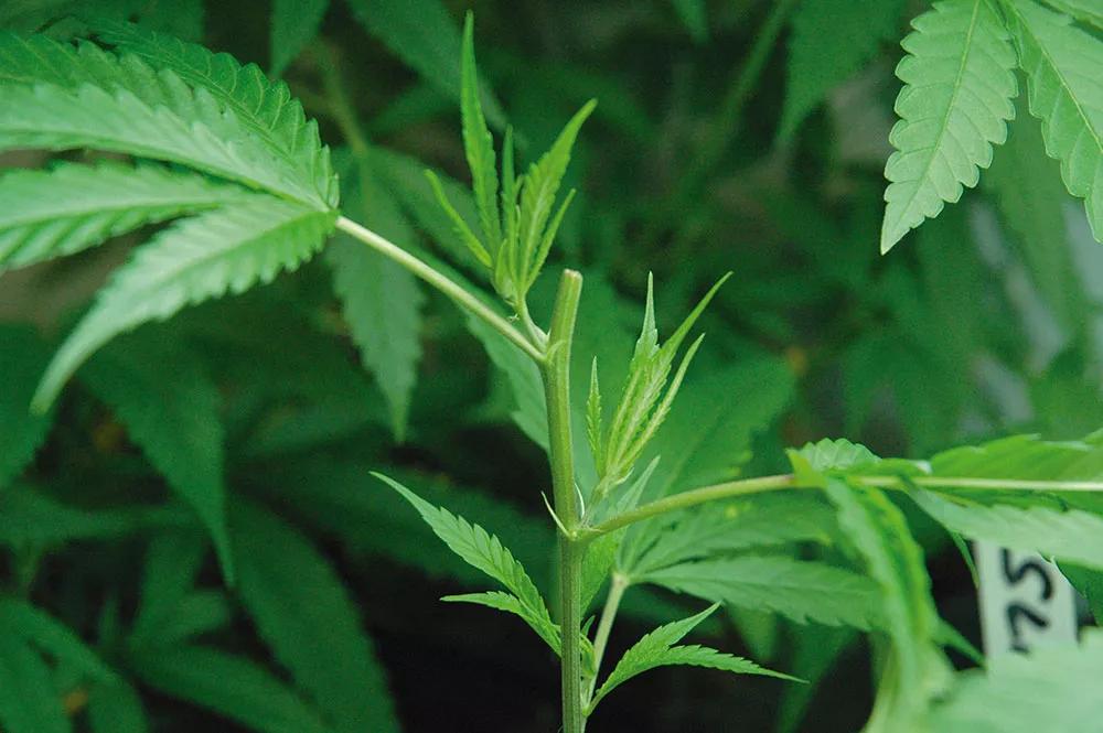 La poda de la punta principal es la mejor forma de lograr plantas más bajas y redondeadas.