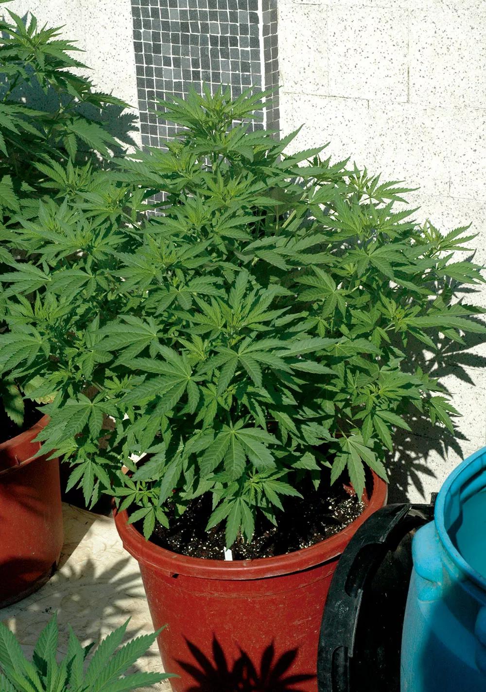 Desarrollo de una planta cuya punta fue podada a las pocas semanas de germinar.