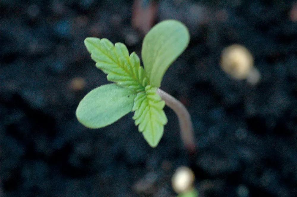 Germinaremos en junio si no lo hemos hecho antes, todavía estás a tiempo.