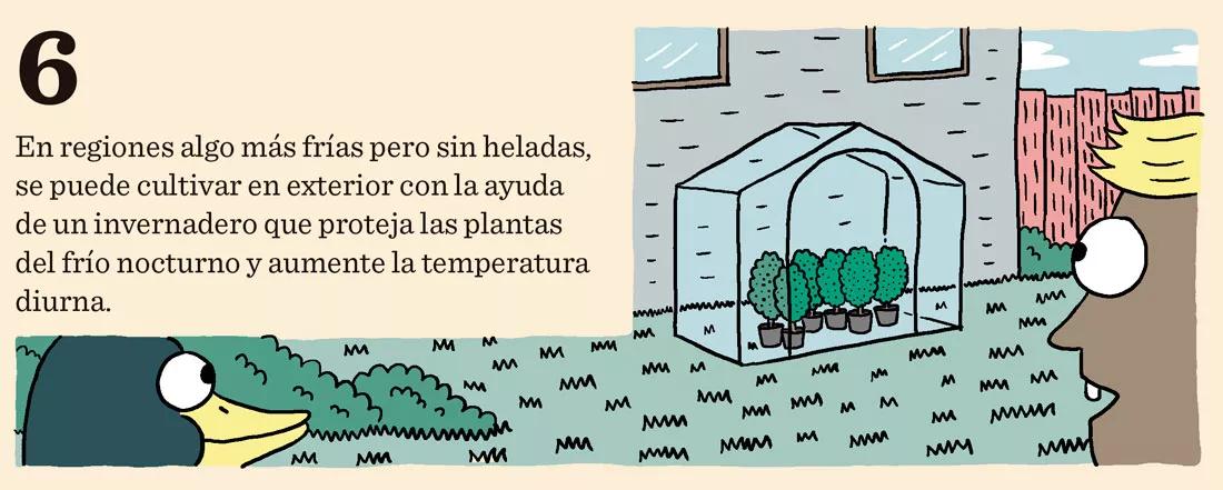 Siembra en diciembre: doce trucos y consejos