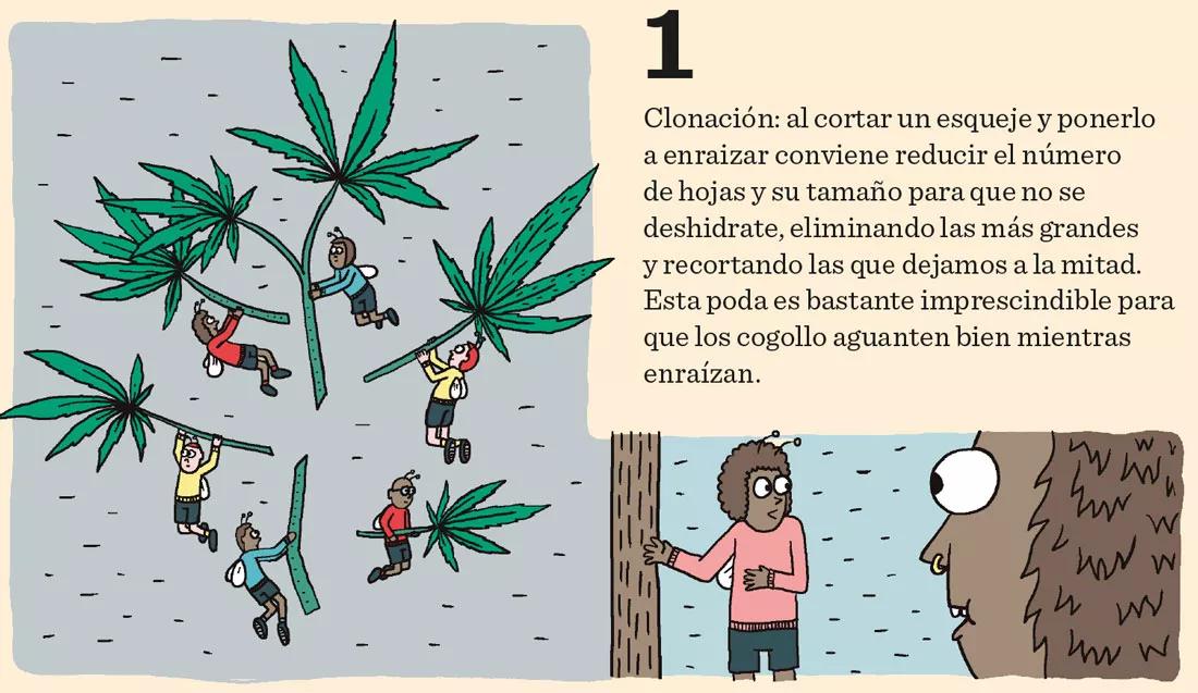 Ocho sugerencias sobre defoliación en interior