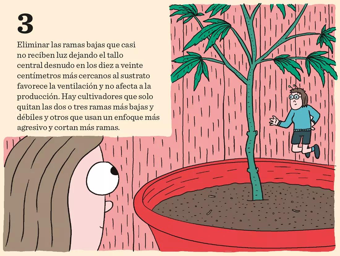 Ocho sugerencias sobre defoliación en interior