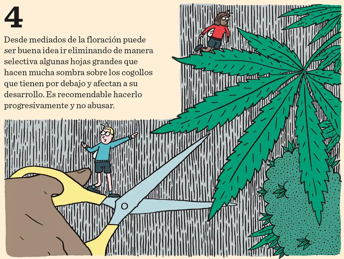 Ocho sugerencias sobre defoliación en interior