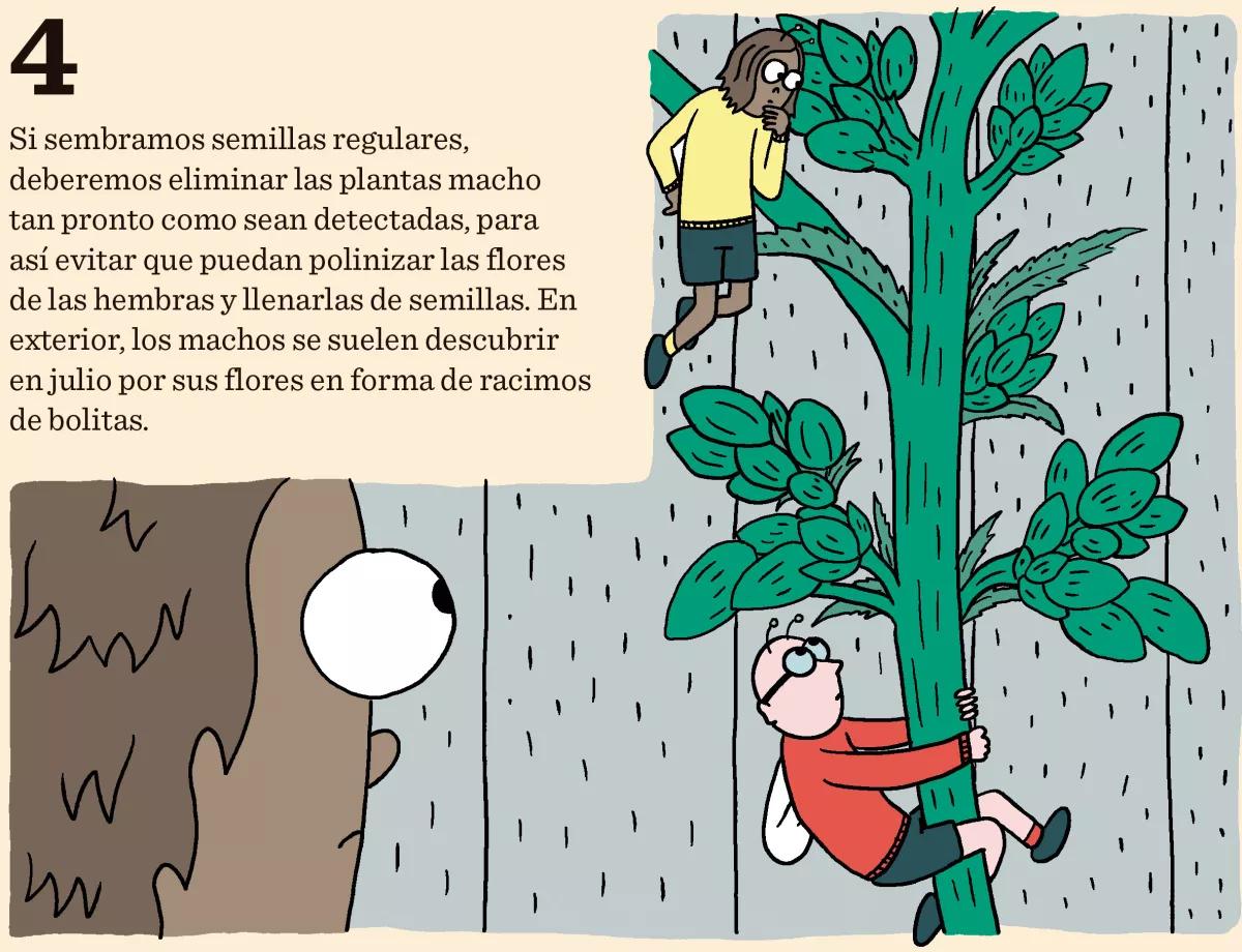 Diez consejos para escoger semillas