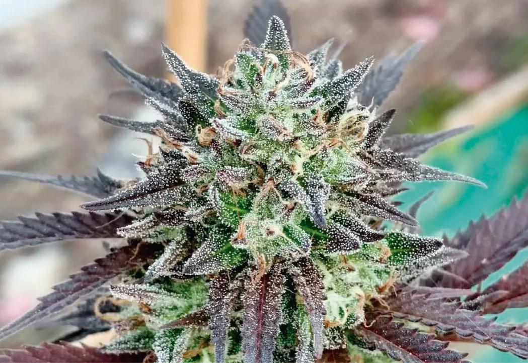 Northern Light x Big Bud Ryder