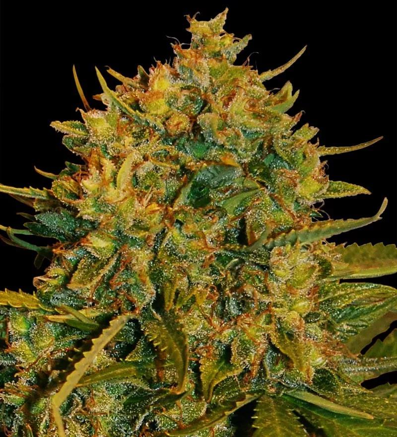 Northern Light x Big Bud Ryder