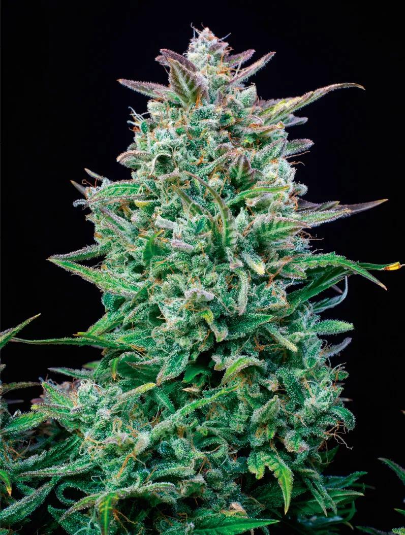 Buddha Auto Amnesia: sativa estimulante de alto rendimiento