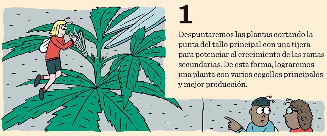 1. Despuntaremos las plantas cortando la punta del tallo principal con una tijera para potenciar el crecimiento de las ramas secundarias. De esta forma, lograremos una planta con varios cogollos principales y mejor producción.