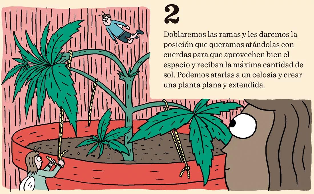 2. Doblaremos las ramas y les daremos la posición que queramos atándolas con cuerdas para que aprovechen bien el espacio y reciban la máxima cantidad de sol. Podemos atarlas a un celosía y crear una planta plana y extendida.