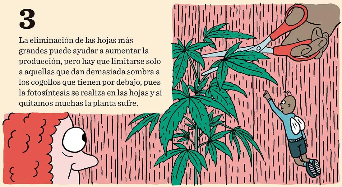 3. La eliminación de las hojas más grandes puede ayudar a aumentar la producción, pero hay que limitarse solo a aquellas que dan demasiada sombra a los cogollos que tienen por debajo, pues la fotosíntesis se realiza en las hojas y si quitamos muchas la planta sufre.