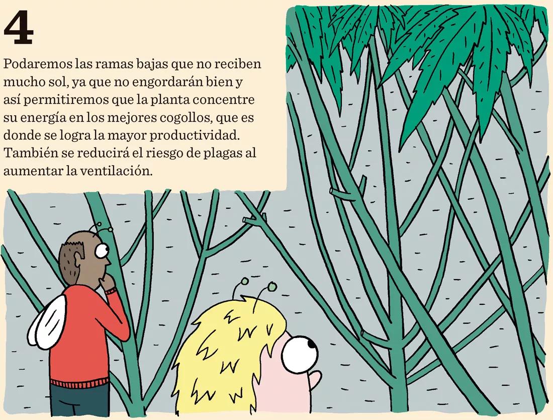 Podaremos las ramas bajas que no reciben mucho sol, ya que no engordarán bien y así permitiremos que la planta concentre su energía en los mejores cogollos, que es donde se logra la mayor productividad. También se reducirá el riesgo de plagas al aumentar la ventilación.