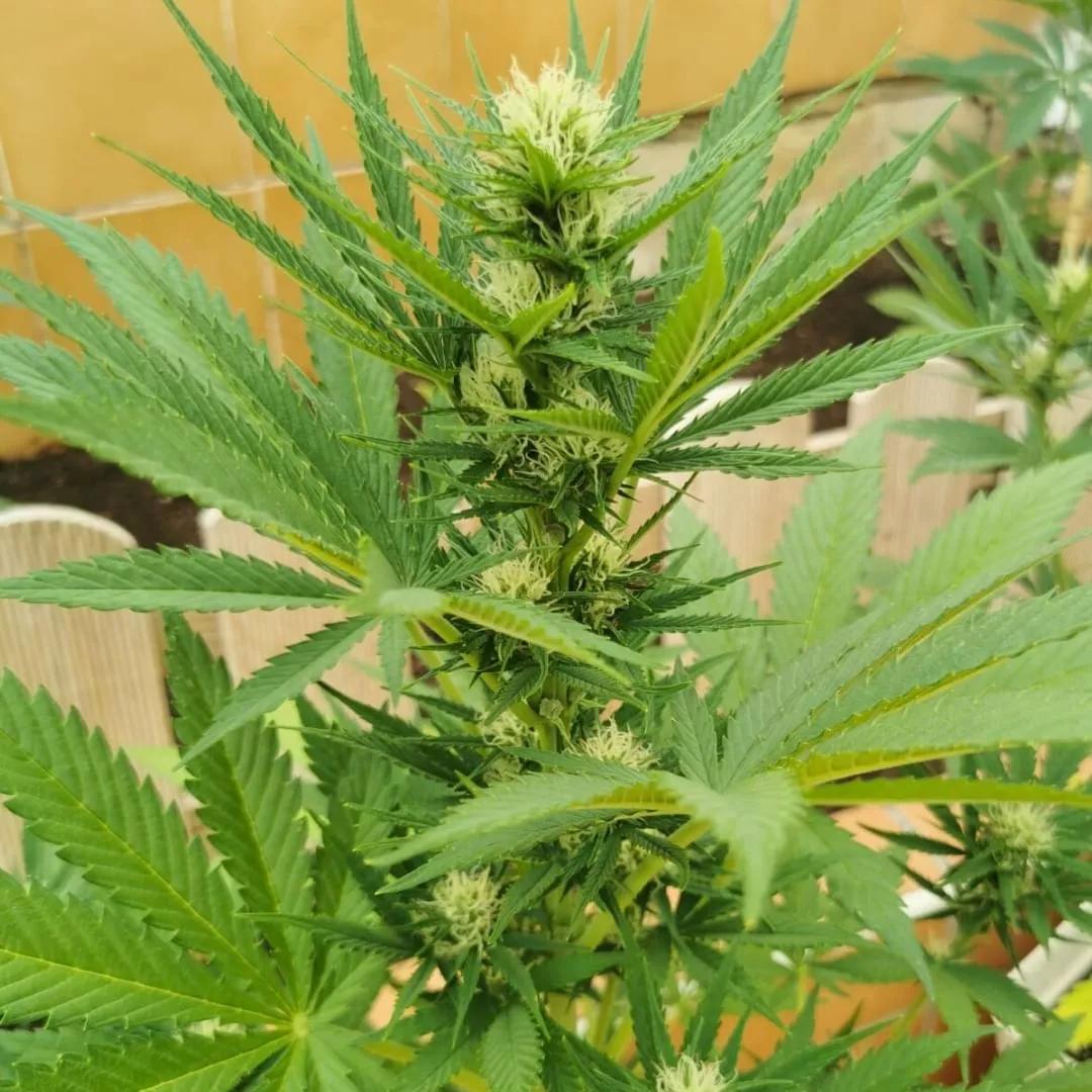 Auto Triping 25