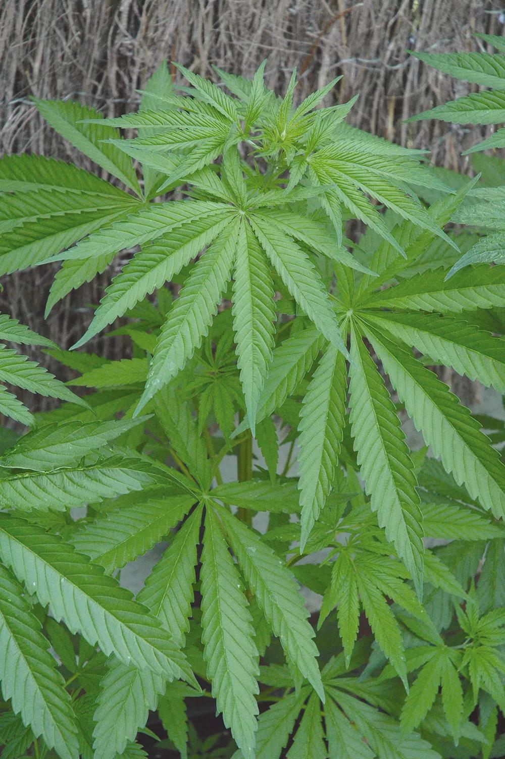 El cannabis se adapta muy bien a todo tipo de circunstancias, también a la siembra tardía.