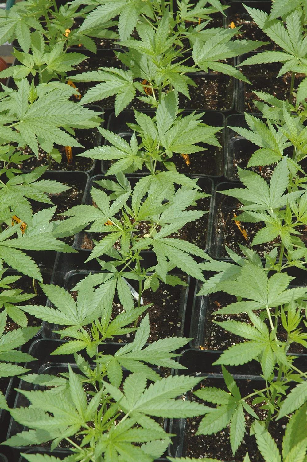 Sembrando tarde hay que aumentar el número de plantas para lograr la misma producción en un determinado espacio.