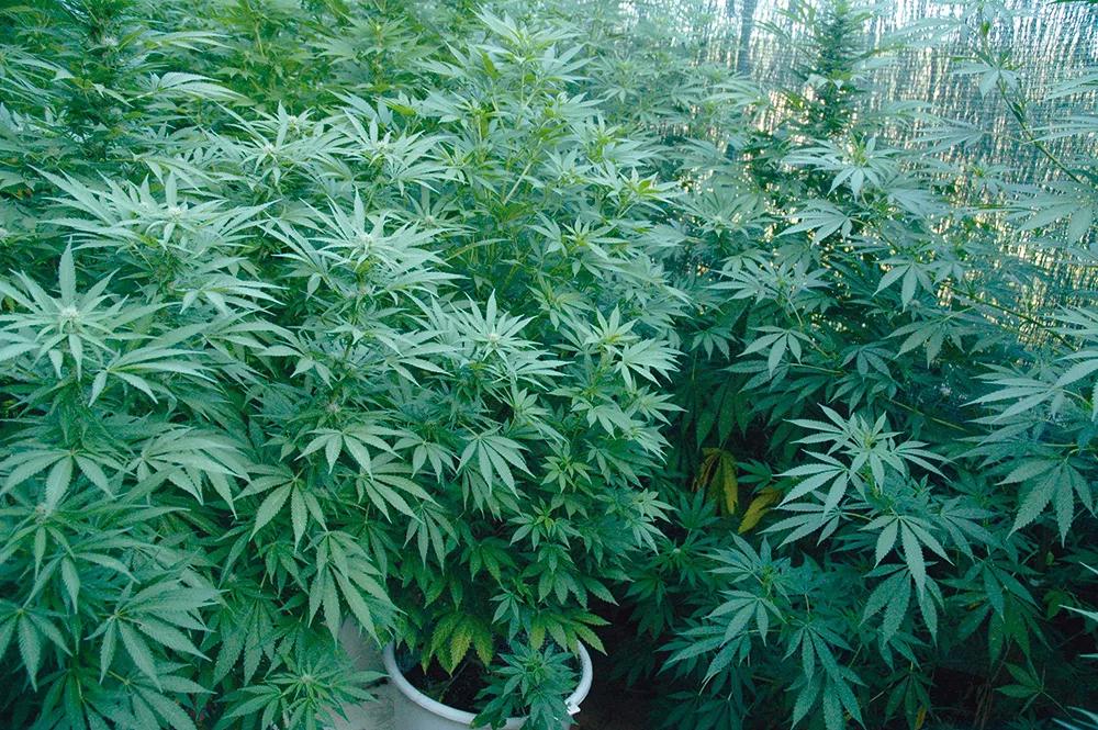 He cosechado plantas de dos metros de altura germinadas en julio.