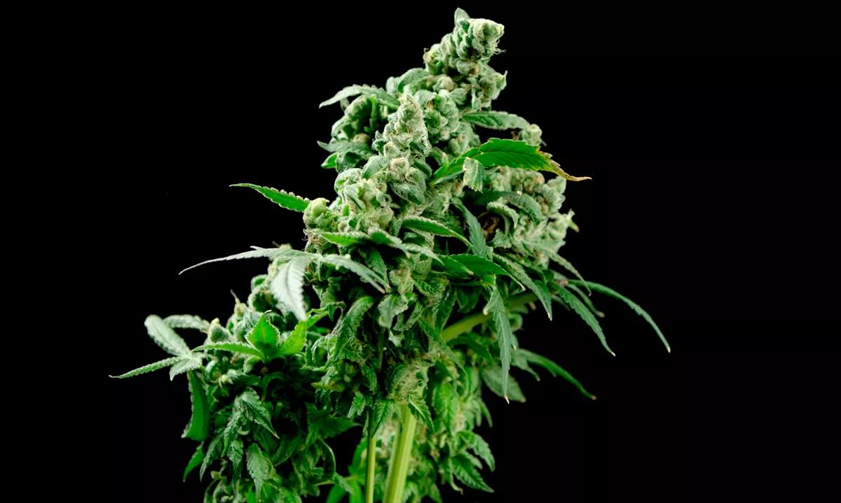 Cafe Racer Blimburn Seeds