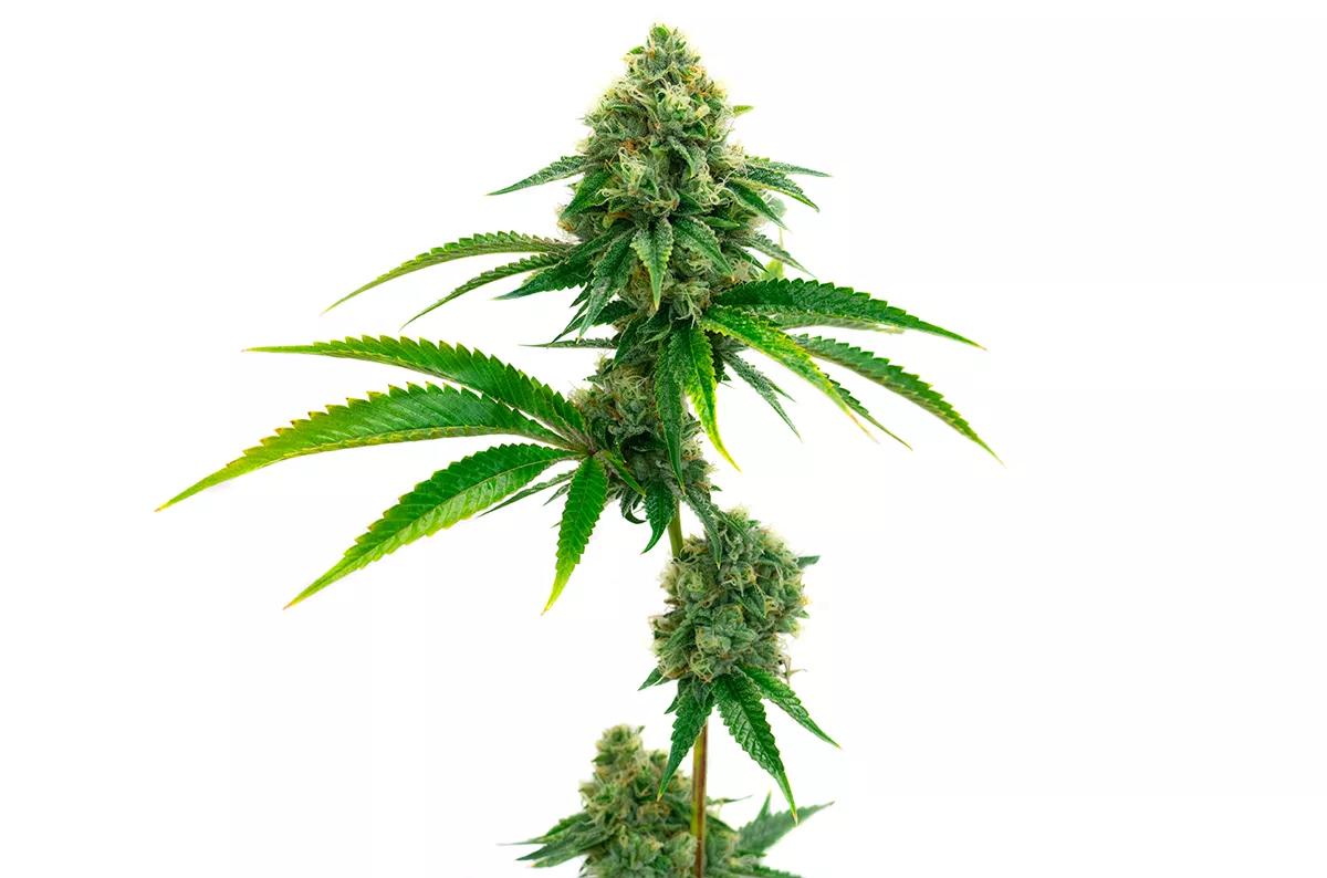 Scrambler Haze Blimburn Seeds