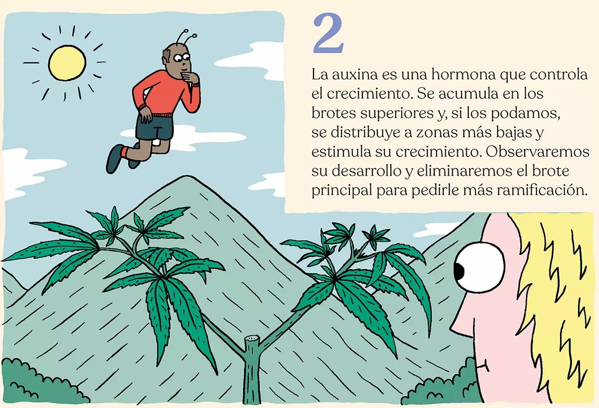 La simbiosis con la planta de cannabis